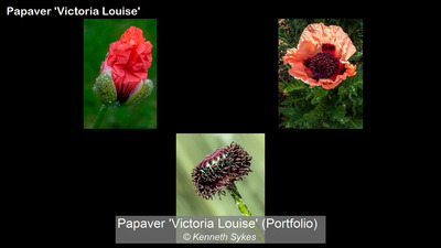 Papaver 'Victoria Louise' 