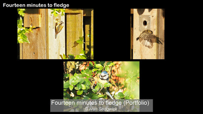 Fourteen minutes to fledge