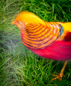 Golden Pheasant