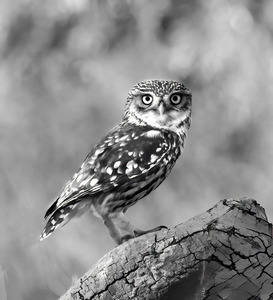 Little owl