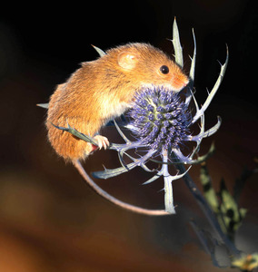 Harvest mouse