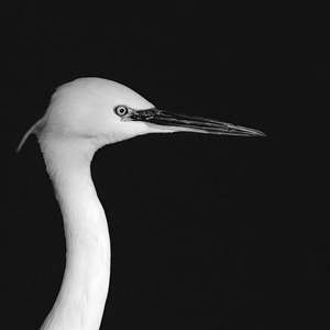 Little Egret