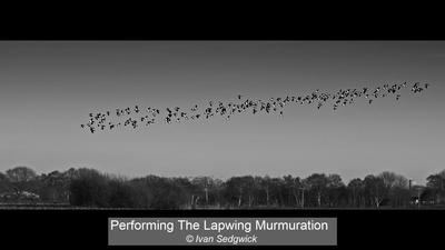 05_Performing The Lapwing Murmuration_Ivan Sedgwick