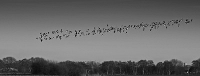 Performing The Lapwing Murmuration