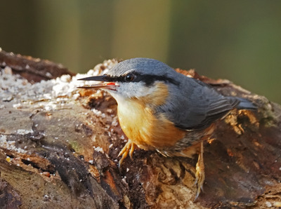 Singing Nuthatch