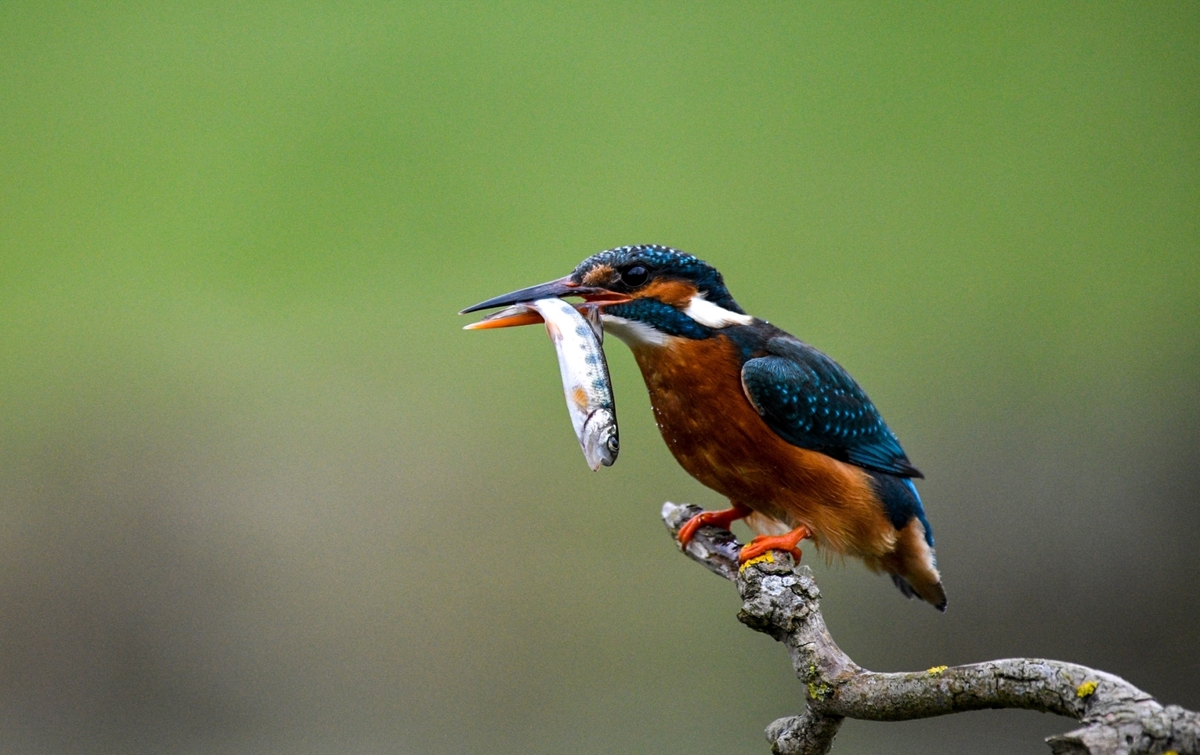 Kingfisher