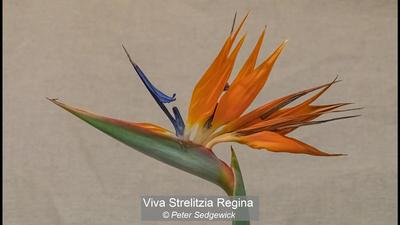 24_Viva Strelitzia Regina_Peter Sedgewick