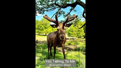 You Talking To Me_Jonathon Steers