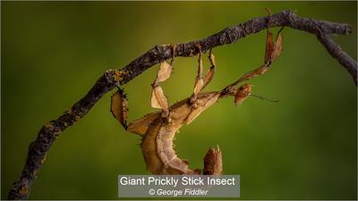 Giant Prickly Stick Insect_George Fiddler