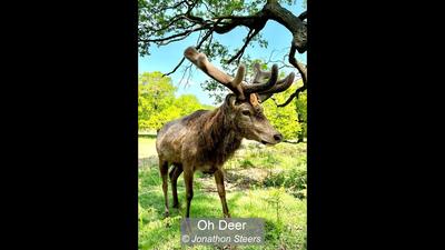 Oh Deer_Jonathon Steers