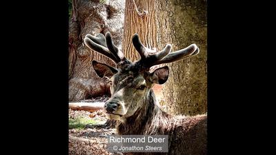 Richmond Deer_Jonathon Steers