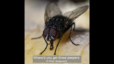 Where'd you get those peepers_Peter Sedgewick