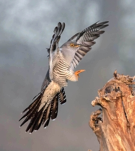 Cuckoo arrival