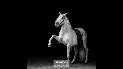 13_Avalon_Alan Keen