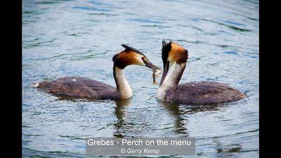 Grebes - Perch on the menu