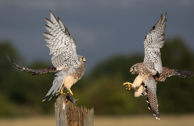 EP1 Winner Kestrels About to Share the Kill by Mary Fish