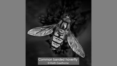 01_Common banded hoverfly_Keith Cawthorne