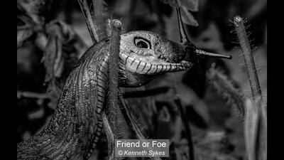 05_Friend or Foe_Kenneth Sykes