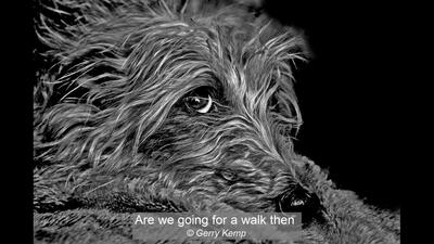 13_Are we going for a walk then_Gerry Kemp
