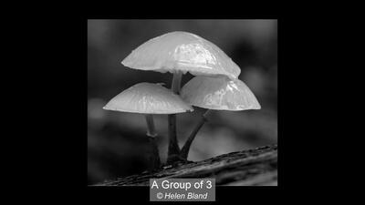 15_A Group of 3_Helen Bland