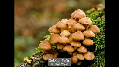 29_Sulphur Tufts_David Neale