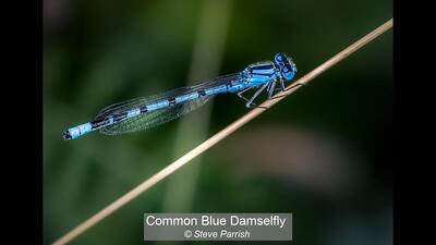 30_Common Blue Damselfly_Steve Parrish