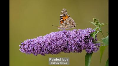 32_Painted lady_Barry Inman