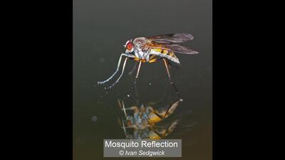 33_Mosquito Reflection_Ivan Sedgwick