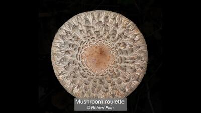 34_Mushroom roulette_Robert Fish
