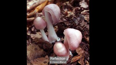 36_Reflection_Helen Bland