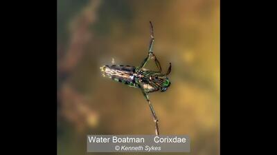 Water Boatman    Corixdae