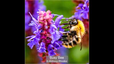 Busy Bee