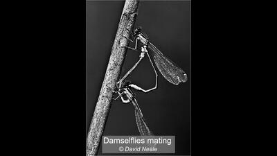 Damselflies mating