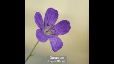 Geranium