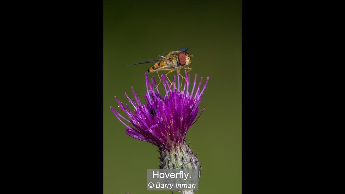Hoverfly.