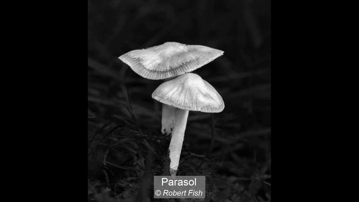 Parasol