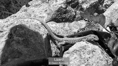 Lizard