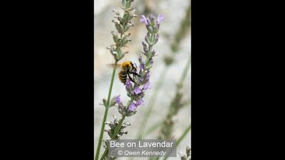 Bee on Lavendar