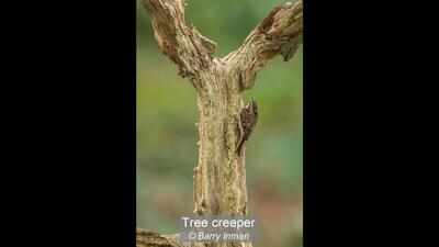 Tree creeper