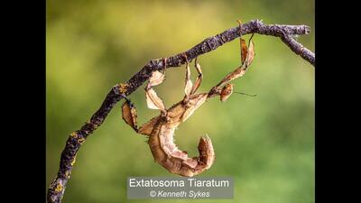 06_Extatosoma Tiaratum_Kenneth Sykes