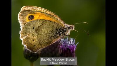 17_Backlit Meadow Brown_Steve Parrish