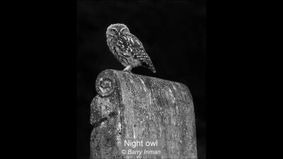 00_Night owl_Barry Inman