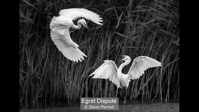 Egret Dispute