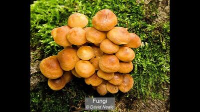 Fungi