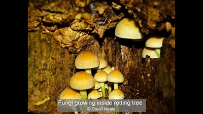 Fungi growing inside rotting tree