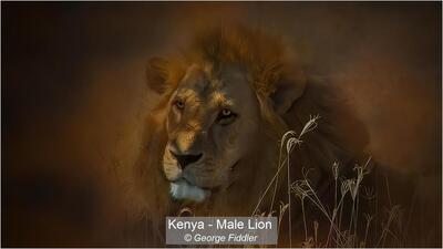 EP4 Winner Kenya Male Lion by George Fiddler