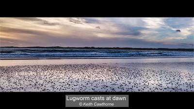 05_Lugworm casts at dawn_Keith Cawthorne