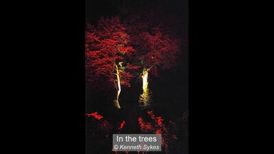 19_In the trees_Kenneth Sykes