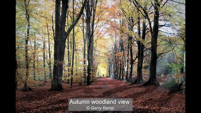 Autumn woodland view