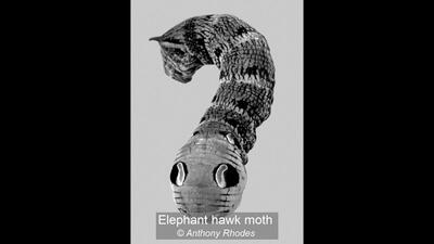 01_Elephant hawk moth_Anthony Rhodes